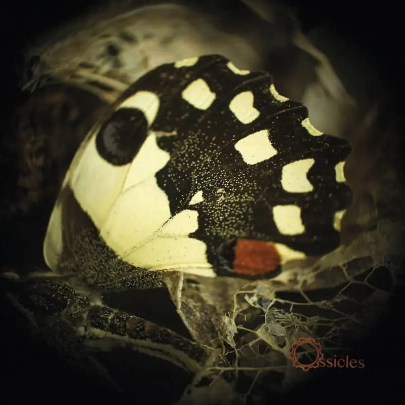 Ossicles - Music For Wastelands - CD